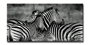 LoXA[g A[oX^CM [u(URBAN STYLE M Zebra-Mono)/z z i G A[g rO  gC CeA 킢 Ǐ ₵ v[g Mtg A[gpl