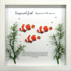 ANAt[ 䂤pPbg Aqua Frame Clownfish(NEtBbViN}m~j )/CeA Ǌ|   z G |X^[ A[g ۔h M r[` A[gpl rO 