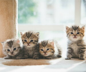 LoXA[g v`LoXA[g Ȃ悵 300x250mm(Petit Canvas Art)/z G A[g rO  gC CeA 킢 Ǐ ₵ v[g Mtg A[gpl |X