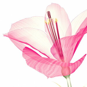 G v`LoXA[g sNA}X@300x300mm A[gpl CeA rO  L  Ǐ Mtg v[g  t[ LoXpl ǂɏ MTCY 