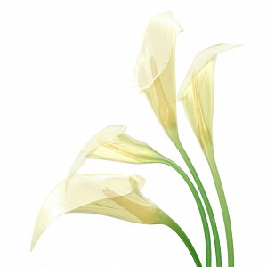 G v`LoXA[g White Calla@300x300mm A[gpl CeA rO  L  Ǐ Mtg v[g  t[ LoXpl ǂɏ MTCY  Ǌ| 