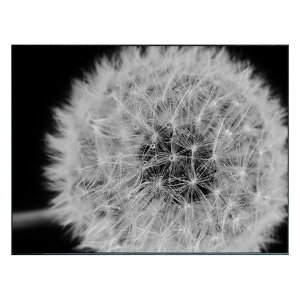 【抽選ポイント100%バック】絵画 Photography Dandelions インテリア 壁飾り タンポポ 綿毛 写真 額付 モノクロ アート シンプル リビング 玄関 ギフト プレゼント 壁掛け 飾る おしゃれ 店舗 会社