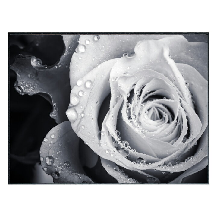 楽天市場】絵画 Photography Rose インテリア 壁飾り バラ ローズ 花 