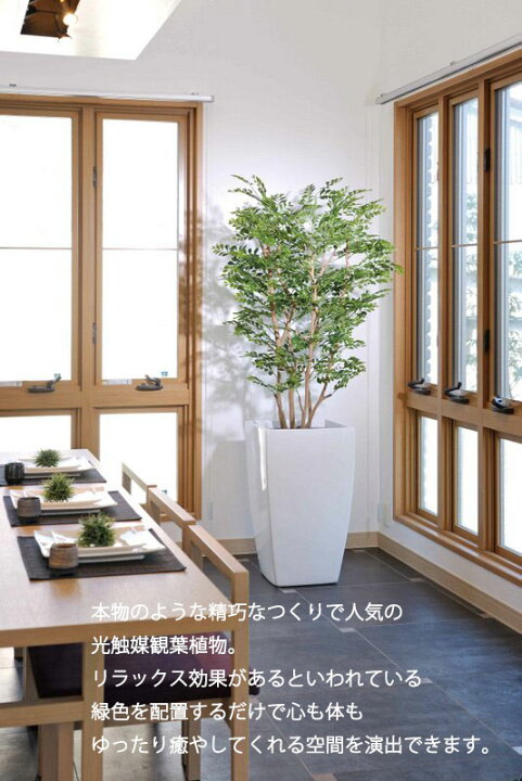 楽天市場】光触媒観葉植物 ゴールデンツリー1.6 〔フロアタイプ(ハイ 
