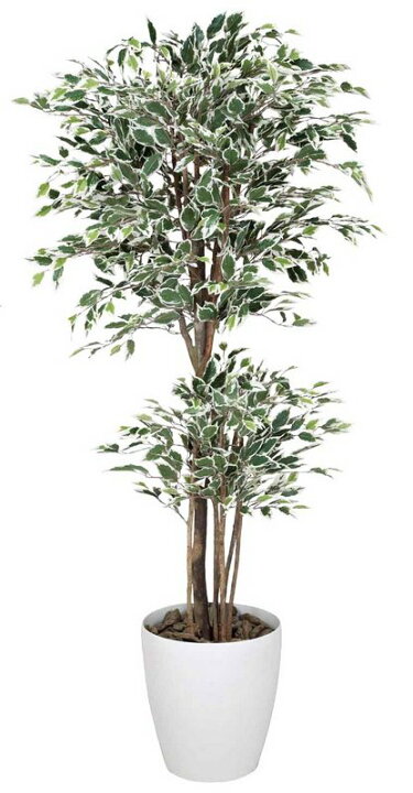 楽天市場】光触媒観葉植物 トロピカルベンジャミン斑入り1.8〔フロア 