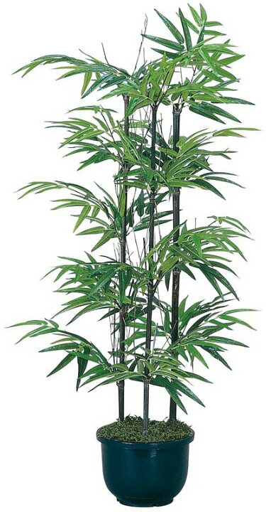 楽天市場】光触媒観葉植物 黒竹1.0〔フロアタイプ(ハイサイズ)〕人気 