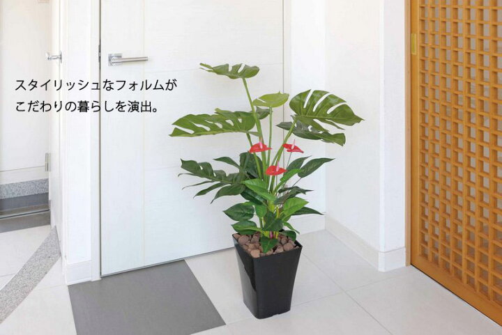 楽天市場】光触媒観葉植物 ディフェンバキア1.1/光触媒〔フロアタイプ 