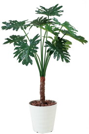 楽天市場 セローム 観葉植物の通販