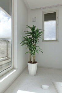 G}ϗtA K̖1.6ktA^Cv(nCTCY)llCi/G} ϗtA Ex[^ tFCNO[  Ӓ JXj JƏj aj  A[gt[  