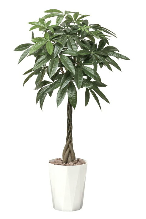 楽天市場】光触媒観葉植物 パキラトピアリー1.25〔フロアタイプ(ハイ 