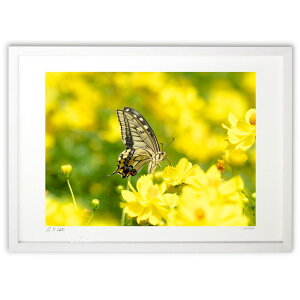 ŉ LoiRXXƃLAQn (I.ISHIGAMI)