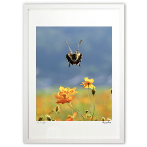 ŉ LoiRXXƒ (kaz photo)CeA Ǌ| z i |X^[ A[g rO ւɏ  v[g _ A[gt[