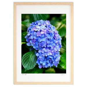 【抽選ポイント100%バック】版画 紫陽花 (Rito)インテリア 壁掛け 額入り 風景画 ポスター アート リビング 玄関に飾る 風水 プレゼント モダン アートフレーム