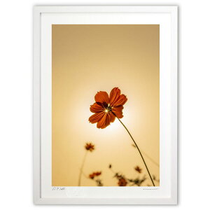 ŉ ƃRXX (bluewoods07)CeA Ǌ| z i |X^[ A[g rO ւɏ  v[g _ A[gt[