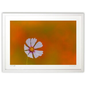 ŉ RXX̃LpXɍ炭 (bluewoods07)