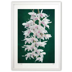 ŉ Den.anosmum fma suavissimum'K-529' (||)CeA Ǌ| z i |X^[ A[g rO ւɏ  v[g _ A[g