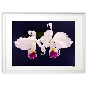 yI|Cg100obNzŉ C.trianaei semialba 'Mother Dominican' (||)