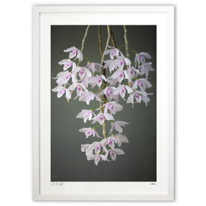 ŉ D.anosmum fma suavissimum'K-529' (||)