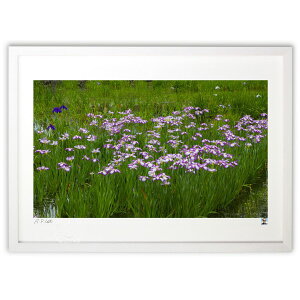 【抽選ポイント100%バック】版画 初夏を告げる花菖蒲 (ありちゃん)インテリア 壁掛け 額入り 風景画 ポスター アート リビング 玄関に飾る 風水 プレゼント モダン アートフレーム