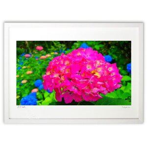 版画 版画 紫陽花と初夏の緑 (cojyoco)インテリア 壁掛け 額入り 風景画 ポスター アート リビング 玄関に飾る 風水 プレゼント モダン アートフレーム