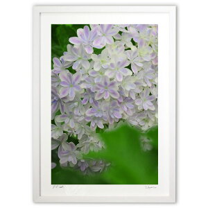 版画 雨上がりの紫陽花 (Sera flora)インテリア 壁掛け 額入り 風景画 ポスター アート リビング 玄関に飾る 風水 プレゼント モダン アートフレーム