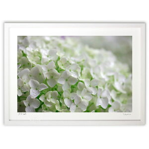 版画 雫と白い紫陽花 (Sera flora)インテリア 壁掛け 額入り 風景画 ポスター アート リビング 玄関に飾る 風水 プレゼント モダン アートフレーム