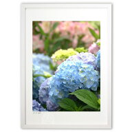 【スーパーSALE10％OFF】版画 涼風、薄ブルーのあじさい (凛 -Rin-)インテリア 壁掛け 額入り 風景画 ポ…