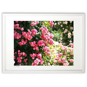 yX[p[SALEzzŉ ueBbVK[f̔ZWsNKN (z -Rin-)