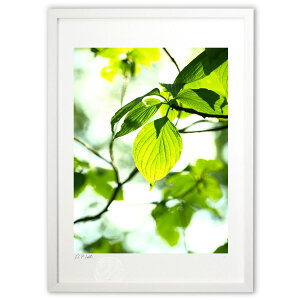 ŉ 𓧂X̗ t̋P (z -Rin-)