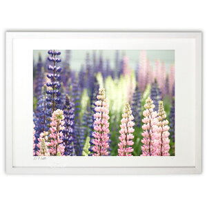 yX[p[SALEzzŉ 炩Ȍ̃sNƎ (z -Rin-)CeA Ǌ| z i |X^[ A[g rO ւɏ  v[g _ A[gt[