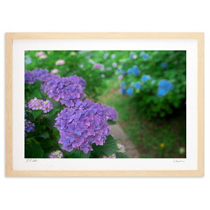 版画 紫陽花のみちゆき (ramble)インテリア 壁掛け 額入り 風景画 ポスター アート リビング 玄関に飾る 風水 プレゼント モダン アートフレーム
