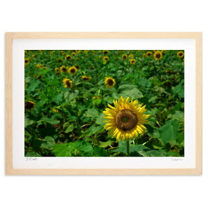 版画 太陽に恋した花 (ramble)インテリア 壁掛け 額入り 風景画 ポスター アート リビング 玄関に飾る 風水 プレゼント モダン アートフレーム