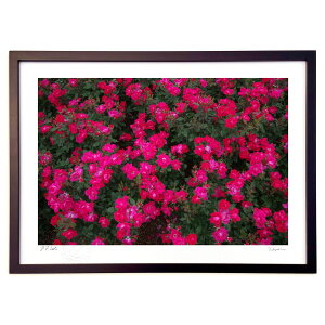 版画 薔薇の海に包まれて (ramble)インテリア 壁掛け 額入り 風景画 ポスター アート リビング 玄関に飾る 風水 プレゼント モダン アートフレーム