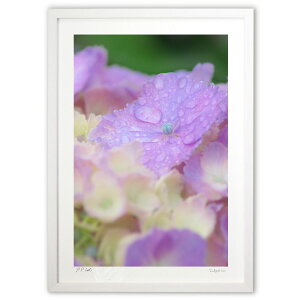 版画 雨音をまとう紫陽花 (ramble)インテリア 壁掛け 額入り 風景画 ポスター アート リビング 玄関に飾る 風水 プレゼント モダン アートフレーム