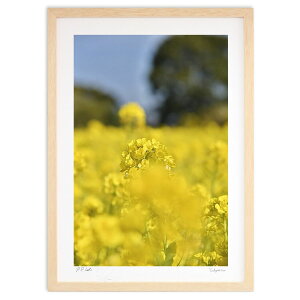 版画 菜の花 (mitan)インテリア 壁掛け 額入り 風景画 ポスター アート リビング 玄関に飾る 風水 プレゼント モダン アートフレーム