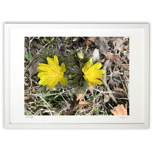 版画 福寿草〜幸せを招く花〜 (音na。)インテリア 壁掛け 額入り 風景画 ポスター アート リビング 玄関に飾る 風水 プレゼント モダン アートフレーム