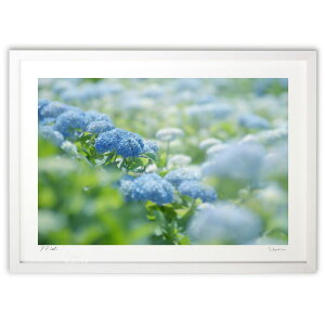 版画 蒼い紫陽花  (ramble)インテリア 壁掛け 額入り 風景画 ポスター アート リビング 玄関に飾る 風水 プレゼント モダン アートフレーム