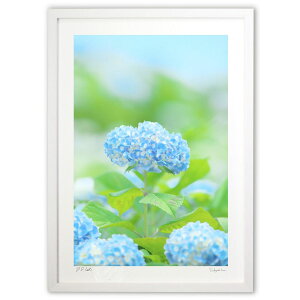 版画 蒼い紫陽花  (ramble)インテリア 壁掛け 額入り 風景画 ポスター アート リビング 玄関に飾る 風水 プレゼント モダン アートフレーム