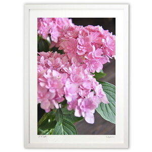 版画 ピンクの紫陽花 (mitan)インテリア 壁掛け 額入り 風景画 ポスター アート リビング 玄関に飾る 風水 プレゼント モダン アートフレーム
