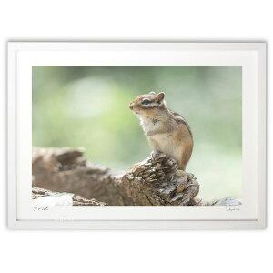 ŉ V}X ({ \i)CeA Ǌ| z i |X^[ A[g rO ւɏ  v[g _ A[gt[