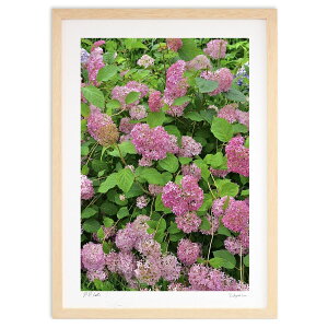 版画 ピンクの紫陽花 (mitan)インテリア 壁掛け 額入り 風景画 ポスター アート リビング 玄関に飾る 風水 プレゼント モダン アートフレーム