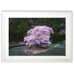 版画 牛代の水目桜2025 (望月秀明)インテリア 壁掛け 額入り 風景画 ポスター アート リビング 玄関に飾る 風水 プレゼント モダン アートフレーム