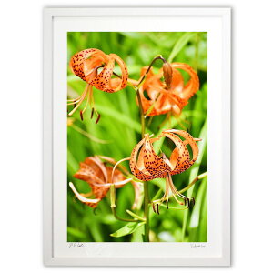 ŉ SS (mitan)CeA Ǌ| z i |X^[ A[g rO ւɏ  v[g _ A[gt[