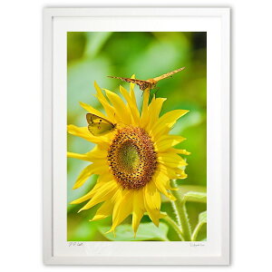 ŉ ƌ (mitan)CeA Ǌ| z i |X^[ A[g rO ւɏ  v[g _ A[gt[