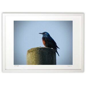 yX[p[SALEzzŉ K̐ (kmss_ind)CeA Ǌ| z i |X^[ A[g rO ւɏ  v[g _ A[gt[