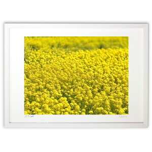 版画 菜の花畑 (榎本高行)インテリア 壁掛け 額入り 風景画 ポスター アート リビング 玄関に飾る 風水 プレゼント モダン アートフレーム