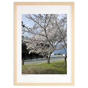版画 春 風 桜 (カケコレ)インテリア 壁掛け 額入り 風景画 ポスター アート リビング 玄関に飾る 風水 プレゼント モダン アートフレーム