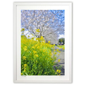 版画 ひょっこり菜の花 (mitan)インテリア 壁掛け 額入り 風景画 ポスター アート リビング 玄関に飾る 風水 プレゼント モダン アートフレーム