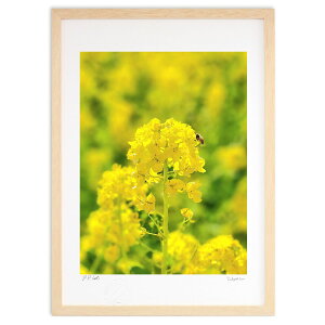 版画 菜の花 (Rito)インテリア 壁掛け 額入り 風景画 ポスター アート リビング 玄関に飾る 風水 プレゼント モダン アートフレーム