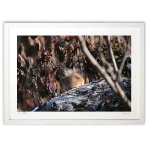 yX[p[SALEzzŉ iLETM (c aK)CeA Ǌ| z i |X^[ A[g rO ւɏ  v[g _ A[gt[